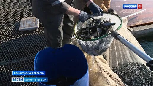 Вести санкт петербург сегодняшний выпуск 9. Вести санкт петербург сегодняшний выпуск 9. Вести санкт-петербург выпуск вестей. Вести санкт-петербург сегодняшний выпуск. Вести санкт-петербург 2015.
