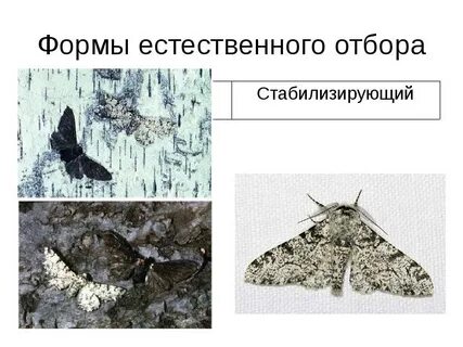 Естественный отбор примеры