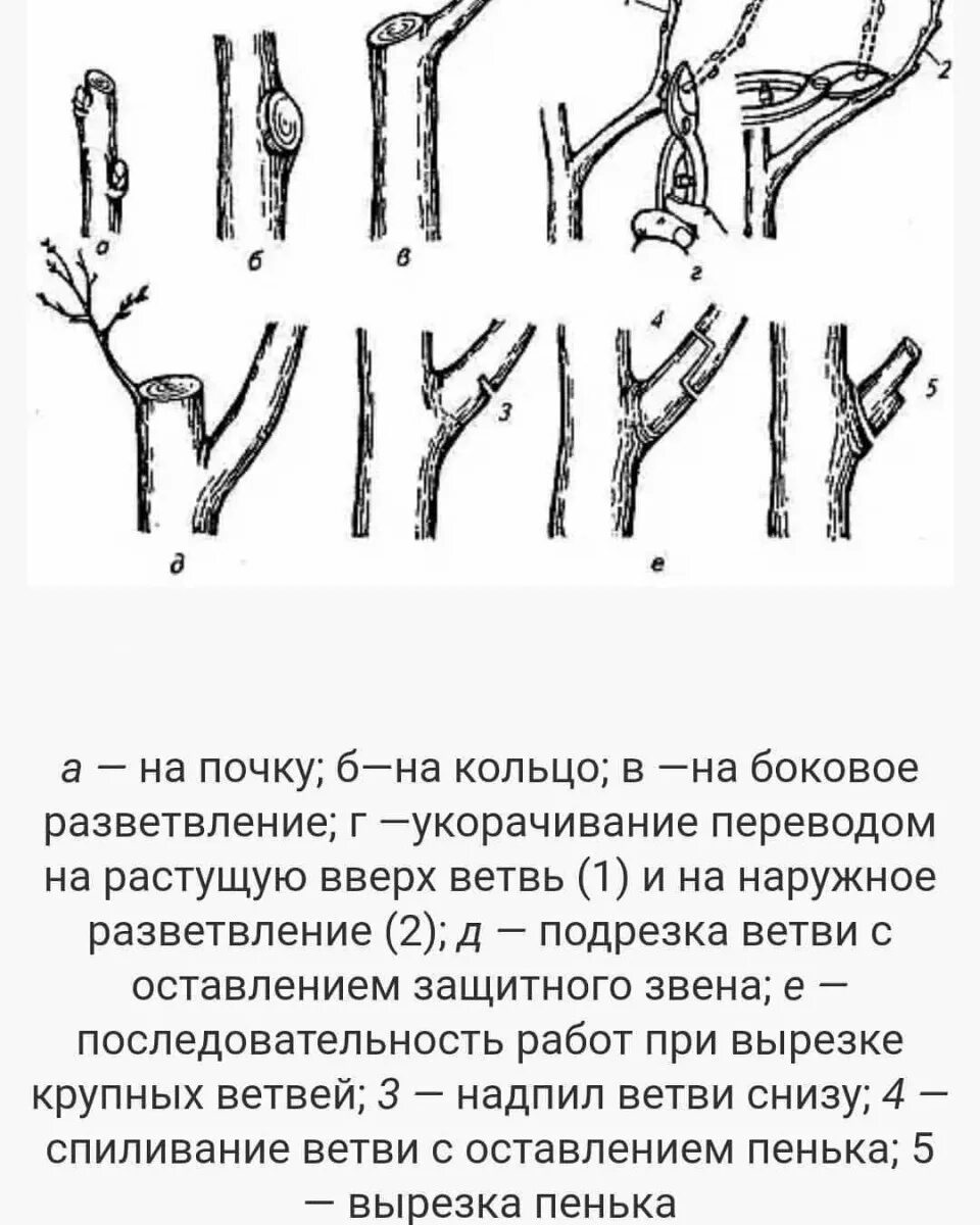 Правила обрезки плодовых деревьев. Правильная обрезка плодовых деревьев весной. схема обрезки плодовых деревьев весной. обрезание плодовых деревьев весной. схема подрезки вишни весной.