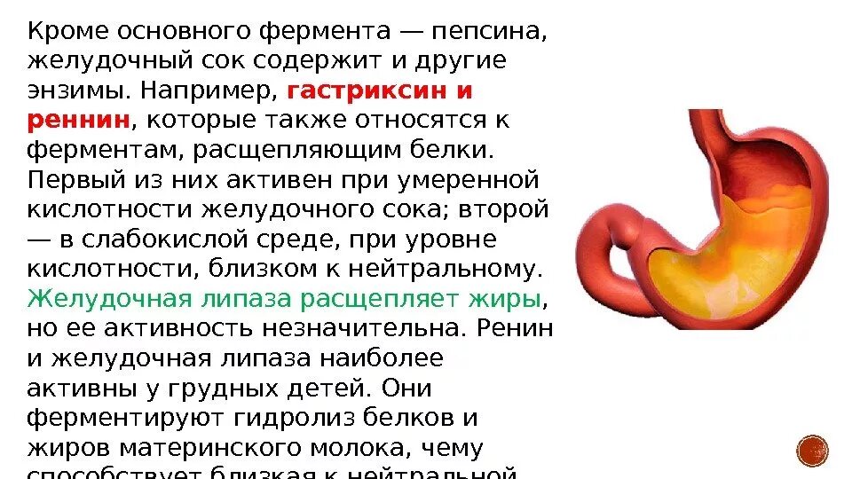 Желудок желудочный сок ферменты. Состав желудочного сока ферменты. Ферменты желудочного сока схема. Функции ферментов желудочного сока.