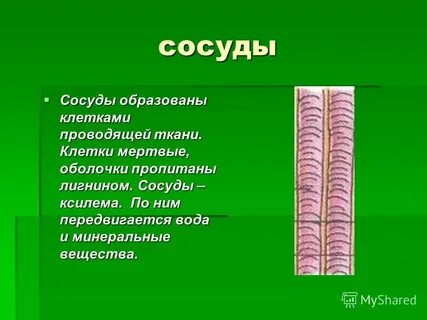 Какие ткани образуют сосуды