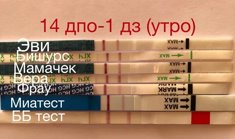 1 дз тест. 14 ДПО тест. Бишурс 14 ДПО. Динамика тестов бишурс. 14 ДПО Эви.