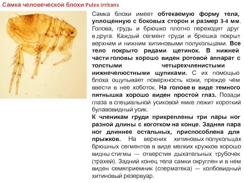 Имеет уплощенную форму