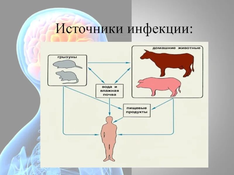 Пути заражения стафилококковой инфекции. Способы заражения гельминтами у человека. Лептоспироз пути заражения. Источники заражения человека. Гепатит е передается путем.