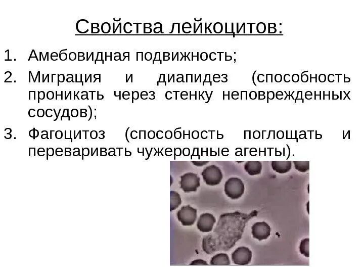 Если много лейкоцитов что это значит. Если много лейкоцитов что это значит