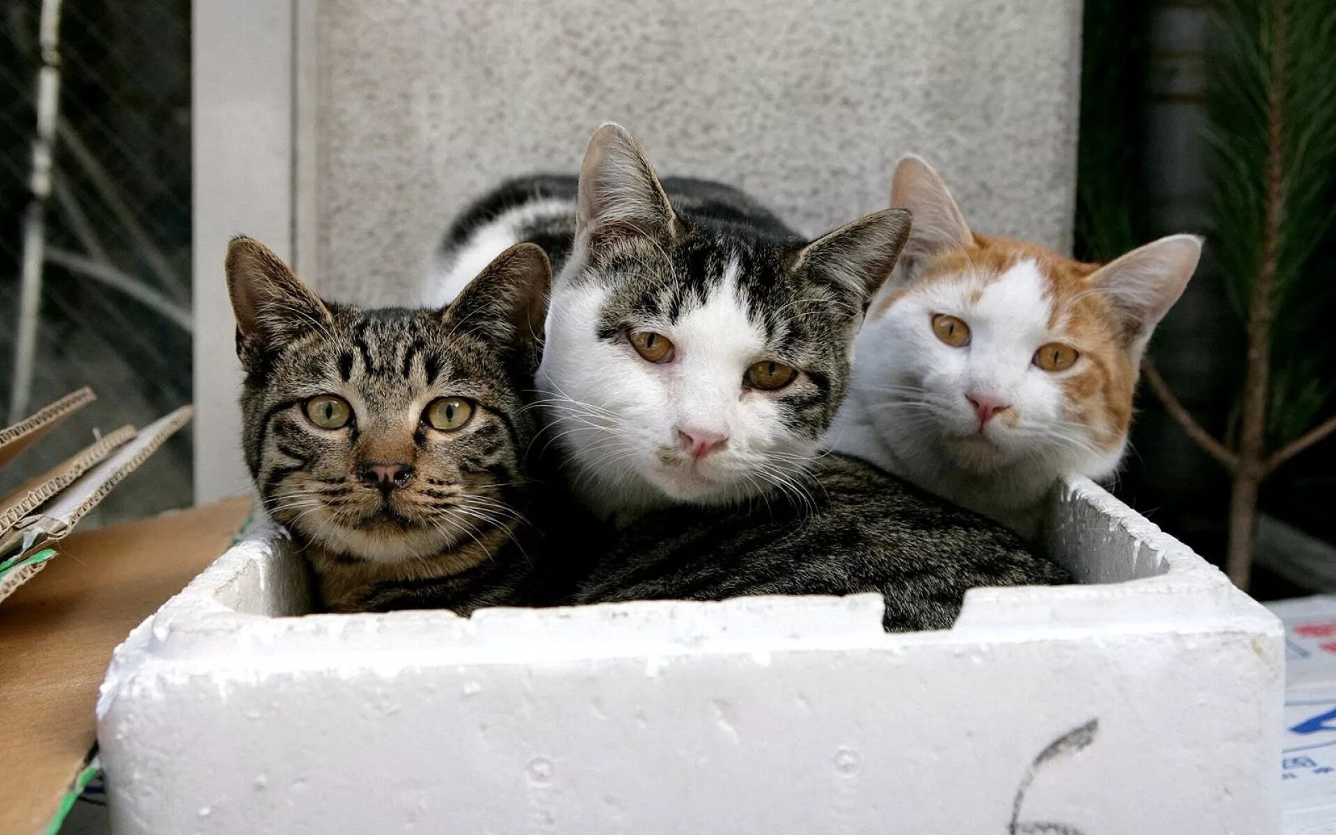 Нет 3 кошки. Три кошки. Веселые кошки. Три котенка смешные. Приколы про кошек.