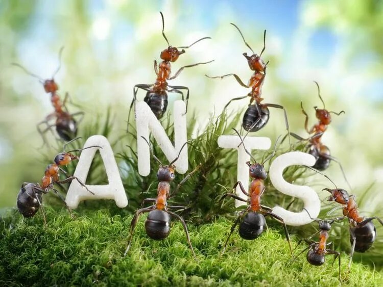 Ant 4pda