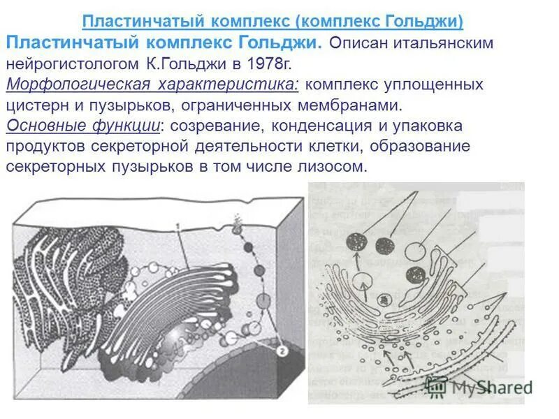 Цистерны система уплощенных мембранных мешочков. Аппарат гольджи стопка уплощенных. Гольджи интерферон гамма. Цистерны аппарата гольджи. Система уплощенных мембранных мешочков (цистерн) в виде трубочек.