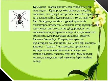 Кавказдық ана мен ұлы порно видео