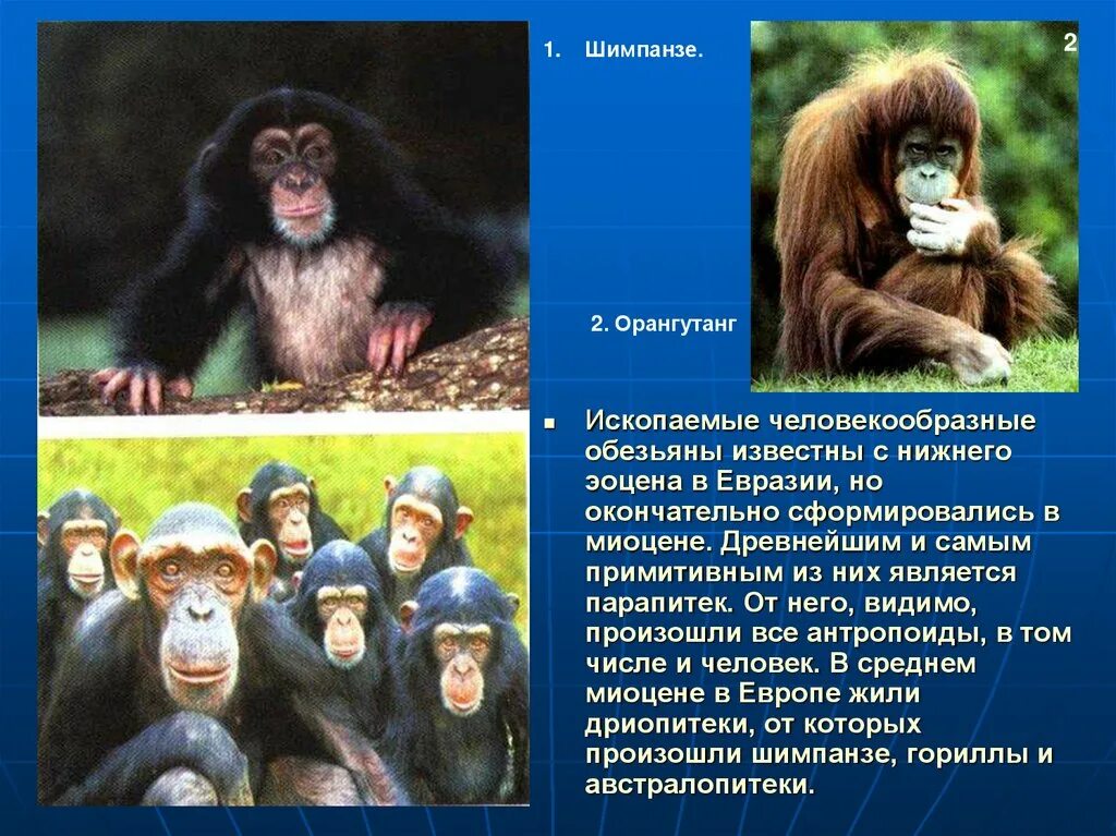 Человекообразные обезьяны. Шимпанзе человекообразные обезьяны. Человекообразные представители. Человекообразные обезьяны место обитания. В какой природной зоне обитают обезьяны