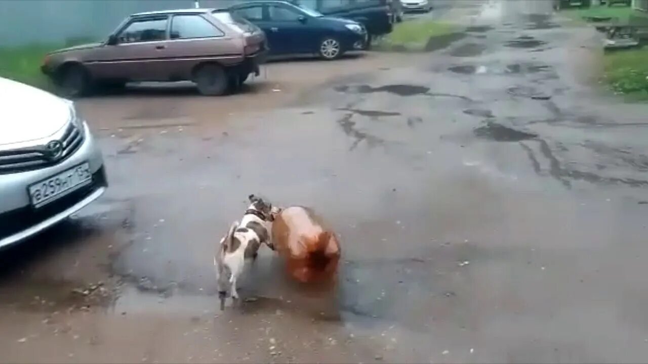 Джек рассел и кега. Джек рассел и кега. Джек рассел терьер и пивная кега. Джек рассел и кега. Джек рассел и кега.