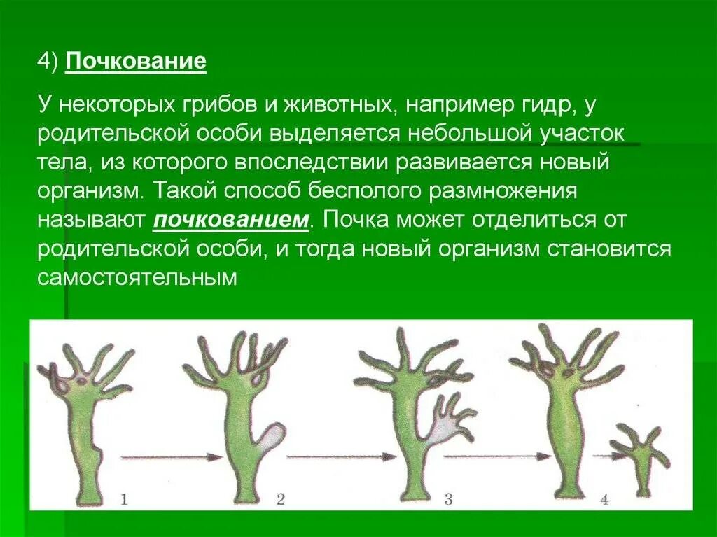 Размножение гидры почкование. Почкование гидры это бесполое размножение. Почкование бесполое размножение. Вегетативное размножение растений почкованием.