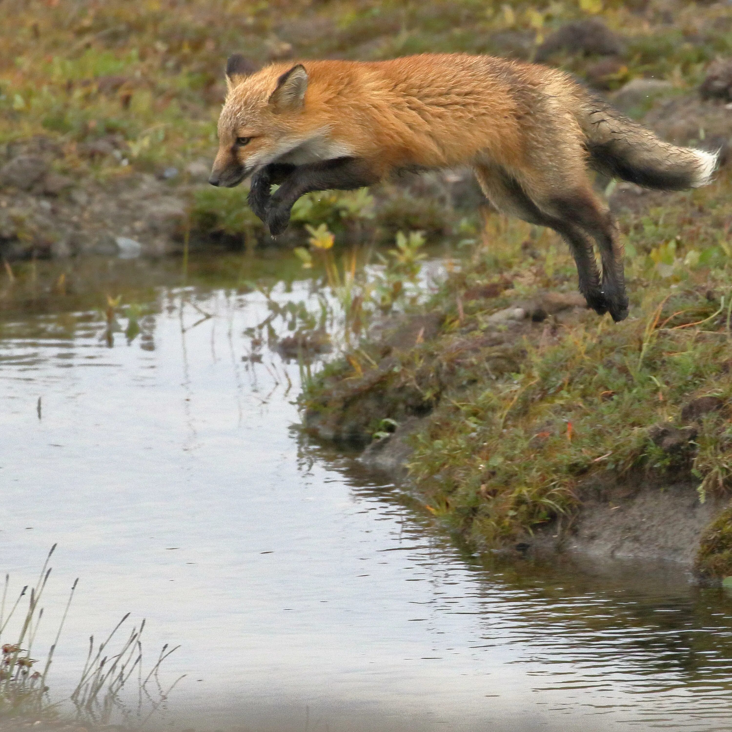 Лиса у реки. Лисья река. Лиса на речке. Лисица (река). Take fox