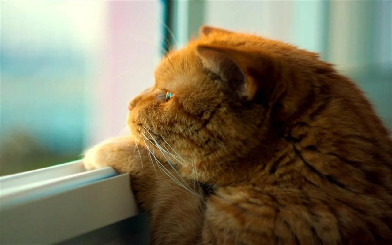 Ожидающие картинки. Кот скучает. Кот ждет. Рыжий кот скучает. Котик в ожидании.