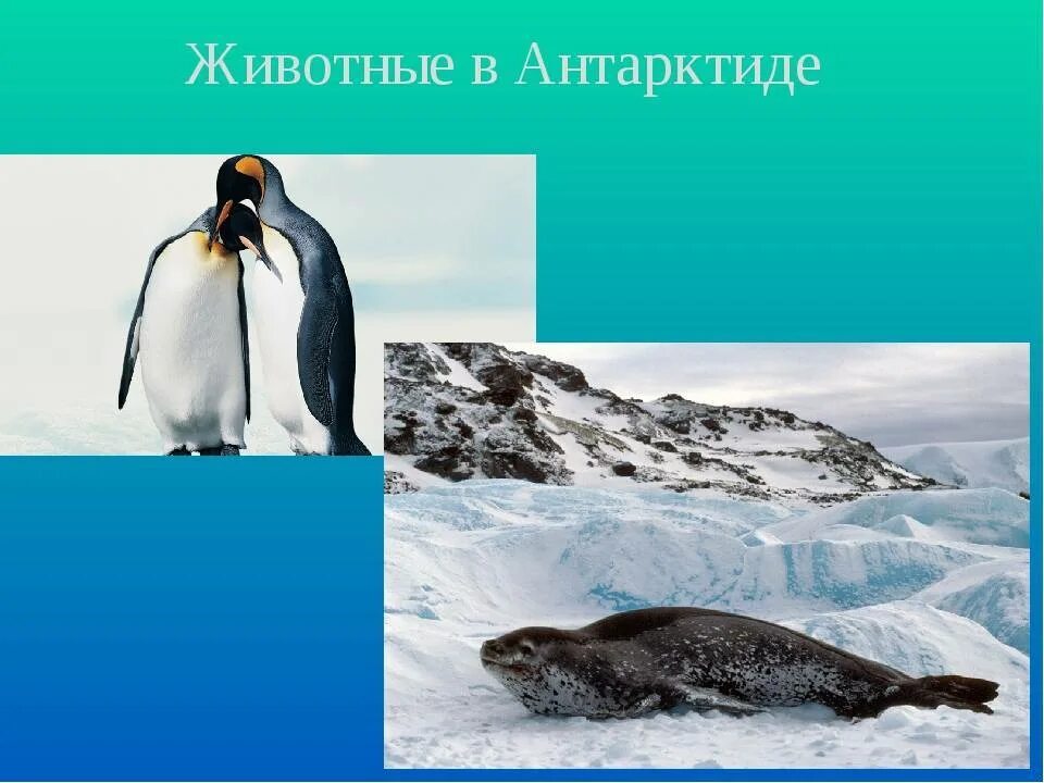 Сообщение о животных антарктиды. Животные Антарктиды названия. Животные Антарктики с описанием. Животные Антарктиды 1 класс. Животные Антарктиды картинки для детей с названиями.