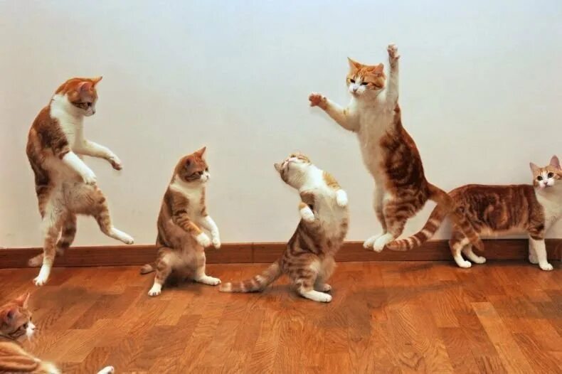 Где коты танцуют. Коты танцуют. Танцующие котики. Кот танцует. Коты пляшут.