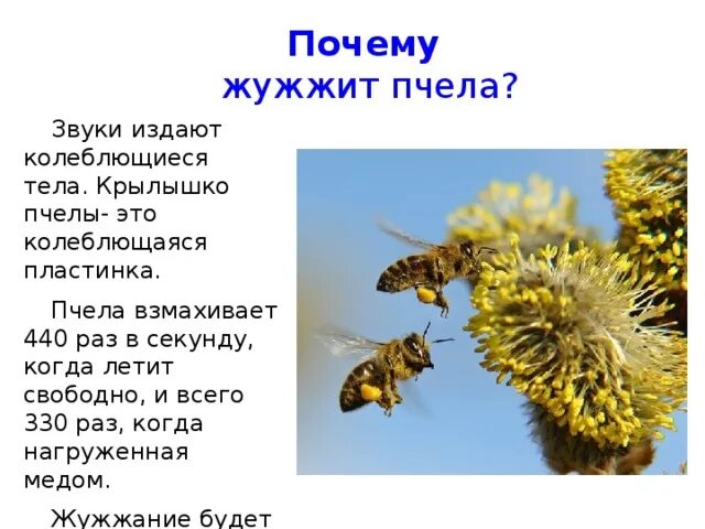 Пчела жужжит. Почему пчела жужжит. Звук пчелы. Пчела издает звук в. Разбор предложения шмели гудят мед цветов собирают