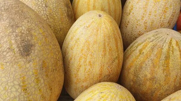 Дыня honeydew бразилия. Дыня самый ранний сорт. Дыня самая вкусная и сладкая. Канталупа фрукт. Канталупа (растение).