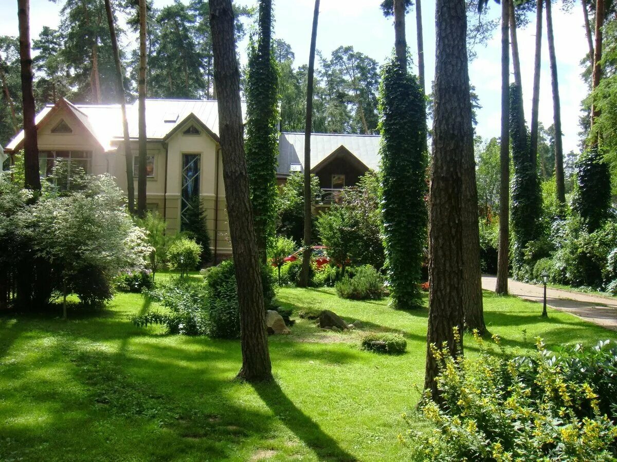 дачное лесное. коттеджный поселок домик в лесу дмитровское шоссе. лесной массив landshaft. ландшафт участка в лесу с соснами. дачи в сосновом бору московская область.
