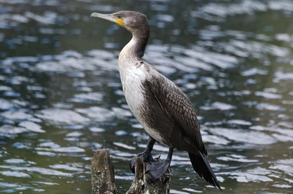 Phalacrocorax Carbo. Баклан в субтропиках. Большой Баклан птица. Баклан Балтийский.