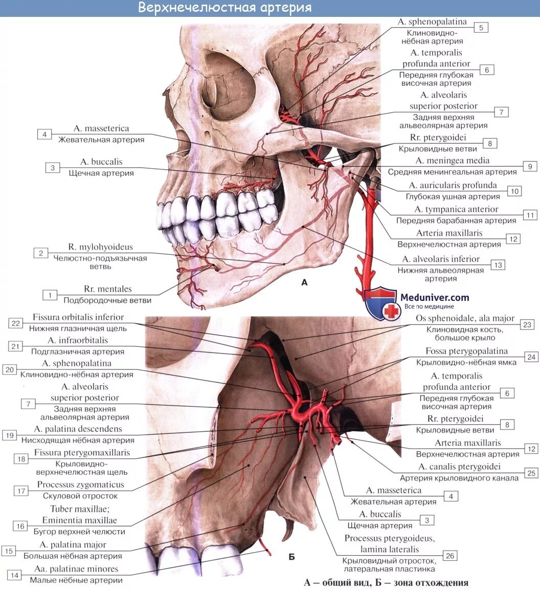 A maxillaris. Ветви верхнечелюстной артерии в крыловидном отделе. Нижнечелюстной отдел верхнечелюстной артерии. Arteria maxillaris ветви. Крылонебный отдел верхнечелюстной артерии.