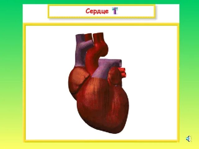 Презентация к уроку "Гигиена сердечно-сосудистой системы" - биология, презентаци