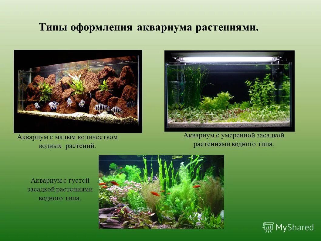 Сравнение аквариума с естественным водоемом