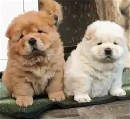 Чау-чау. Чау чау киара. Дорогие породы собак. Чау-чау. Чау-чау собака.