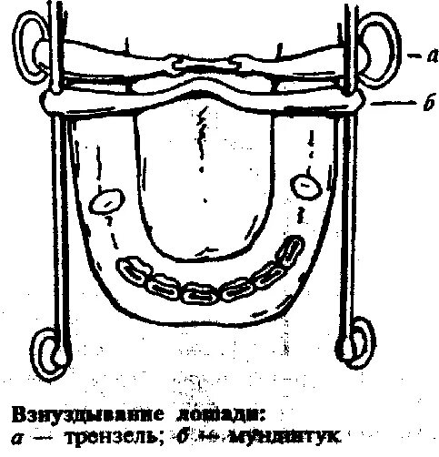 Рот л г