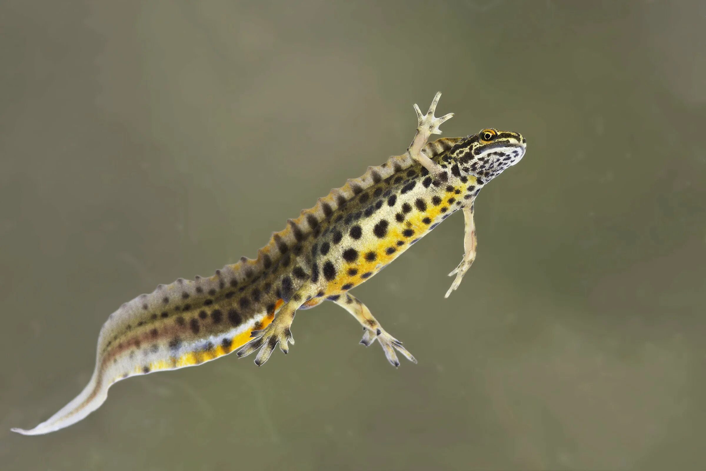 Гребенчатый тритон. Обыкновенный тритон ланца. Обыкновенный тритон ланца triturus vulgaris lantzi. Обыкновенный и гребенчатый тритоны. Тритон пятнистый.