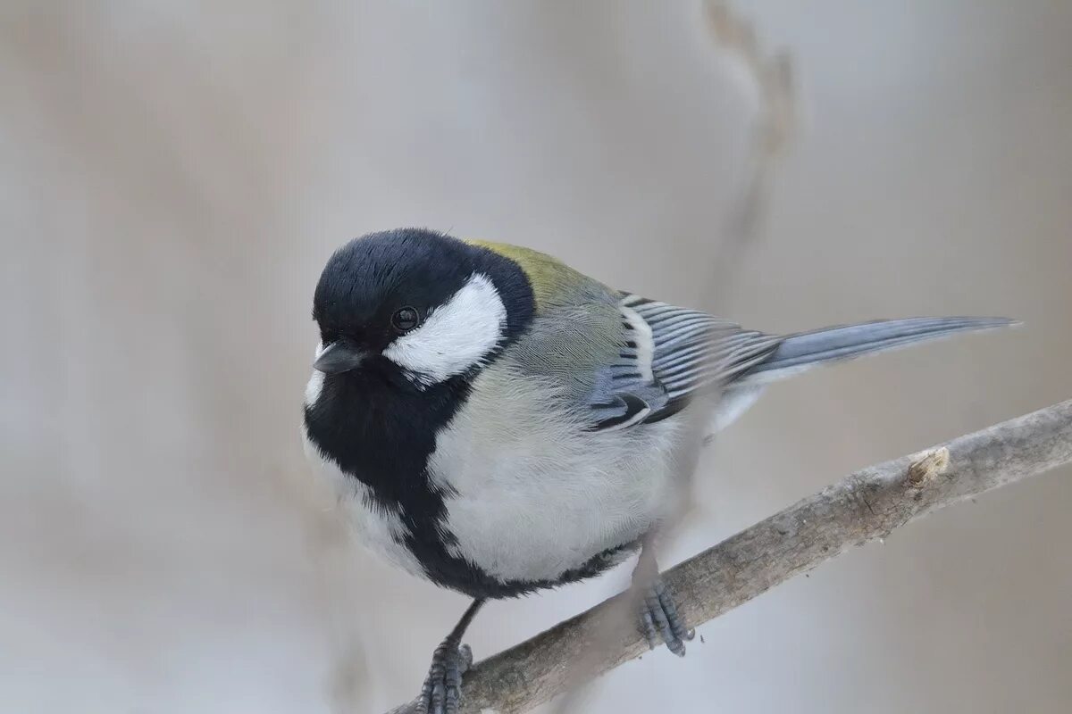 Parus me. Птица синица большая. Pitigoi. Большая синица. Птица синица большая.