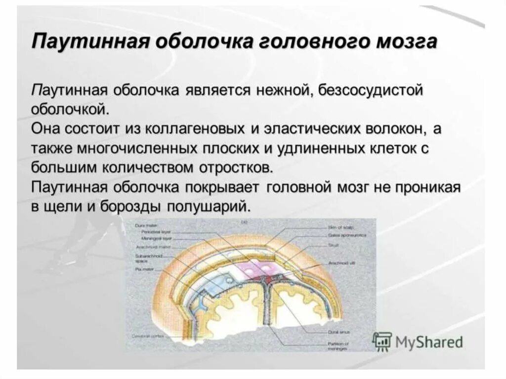 Какие оболочки мозга. Функции паутинной оболочки головного мозга. Арахноидальная оболочка головного мозга. Паутинная оболочка мозга анатомия. Паутинная мозговая оболочка спинного мозга.