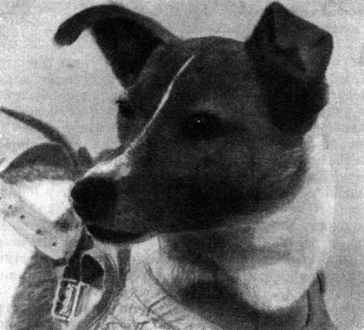 Первая собака в спутнике. Собака лайка 1957. Лайка (собака-космонавт) марка. Собака лайка в космосе. Первые собаки в космосе.