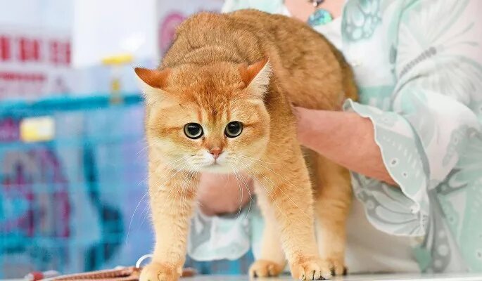 Гипоаллергенные породы кошек для астматиков и аллергиков: найдено 81 изображений