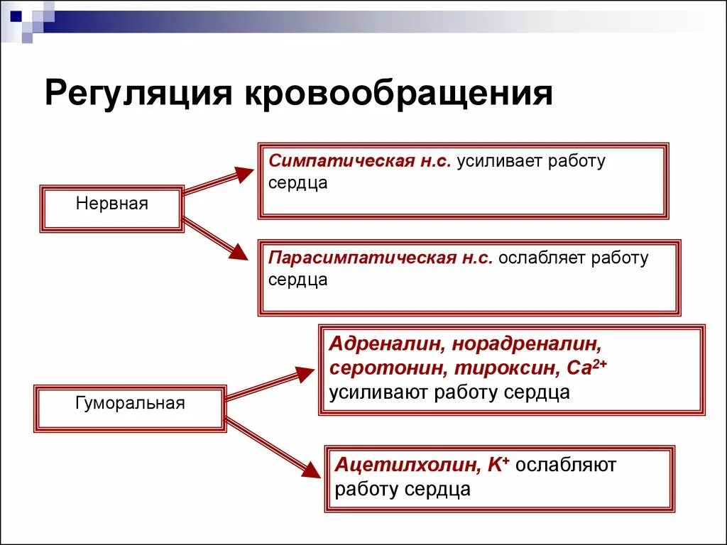 Нервно гуморальная регуляция системы кровообращения. Нервный механизм регуляции кровообращения. Регуляция системного кровообращения физиология. Как происходит нервная регуляция кровообращения кратко. Регулировать кровообращения