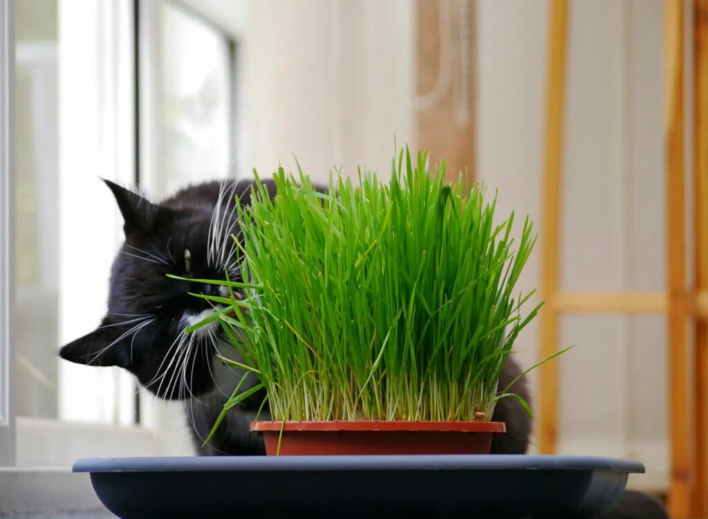 Зачем кошкам трава. Микрозелень овес для котов. Трава для кошек пророщенная. Травка для котов. Трава для кота в горшке.