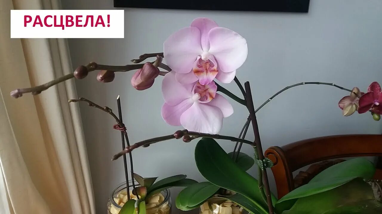Не цветет орхидея что делать чтобы зацвела. Орхидея начало цветения. обещание расцветшее в орхидеях. орхидея не цветет не цветешь и я не буду. когда зацветет орхидея после пересадки.