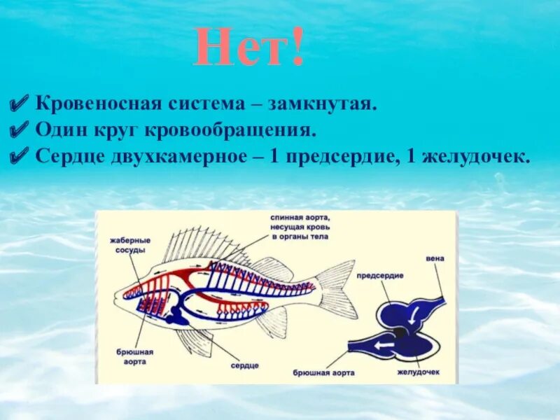 У каких животных один круг кровообращения. У рыб двухкамерное сердце и один круг кровообращения. Кровеносная система рыб замкнутая. Один круг кровообращения. Кровеносная система рыб сердце.
