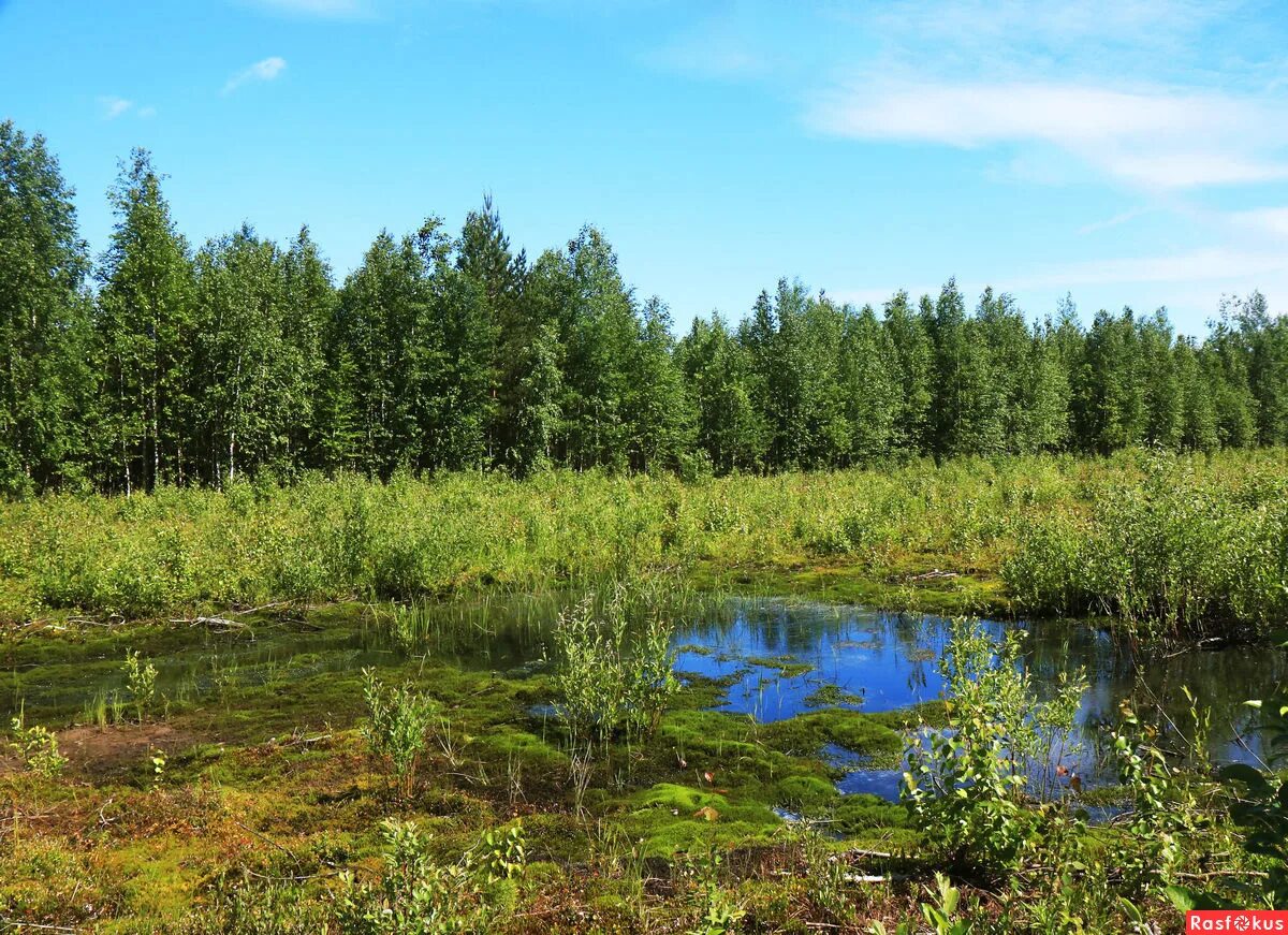 Верховое болото это. Верховые сфагновые болота. Верховые (олиготрофные) болота Западная Сибирь. Сфагновые болота Ленинградской области. Большое Моховое болото Калининградская область.