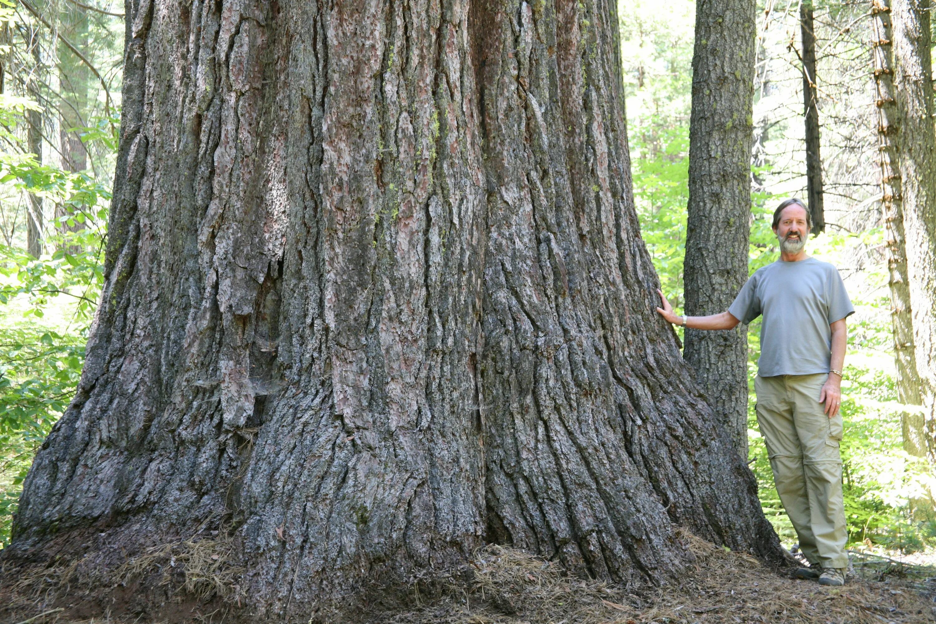 Огромные стволы деревьев. Сосны Pinus lambertiana. Сосна Ламберта (Pinus lambertiana). Сосна Ламберта ареал. Pinus lambertiana шишка.