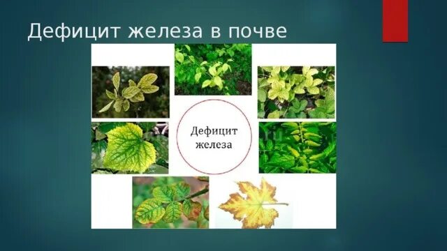 Нехватка железа у растений. Нехватка железа у растений