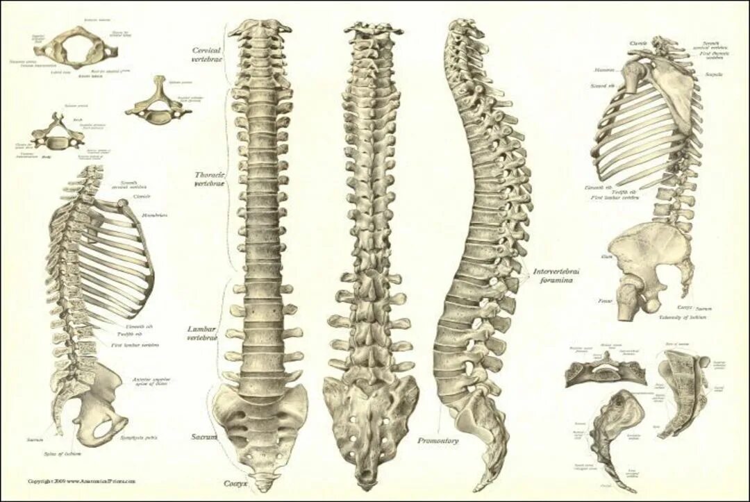 Кости позвоночника бедро и печень. Кости позвоночного столба анатомия. Скелет анатомия Позвоночный столб. Позвоночный столб на скелете. Позвоночный столб анатомия атлас.