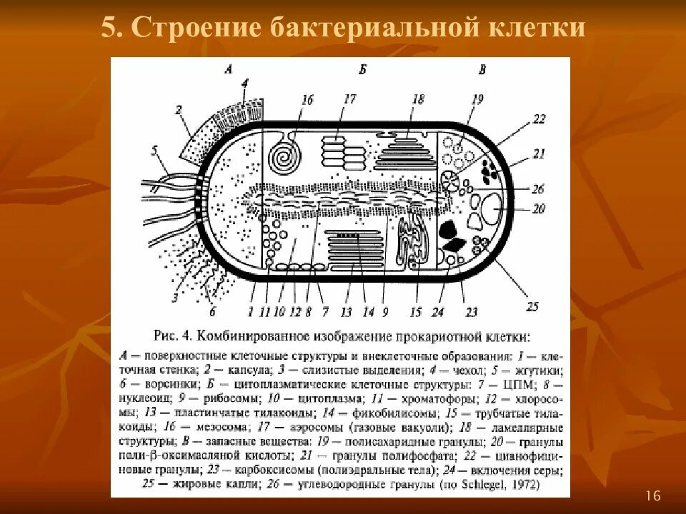 Значение прокариот