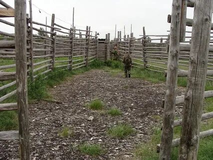 В большом загоне для оленей росли деревья