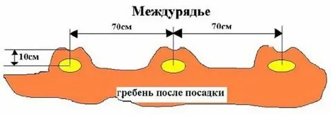 Расстояние между грядками картофеля при посадке вручную