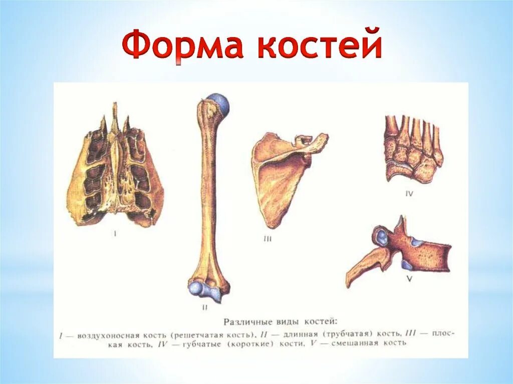Формы костей скелета. Кости трубчатые губчатые плоские смешанные. классификация костей анатомия человека анатомия. классификация костей трубчатые губчатые. типы костей человека.