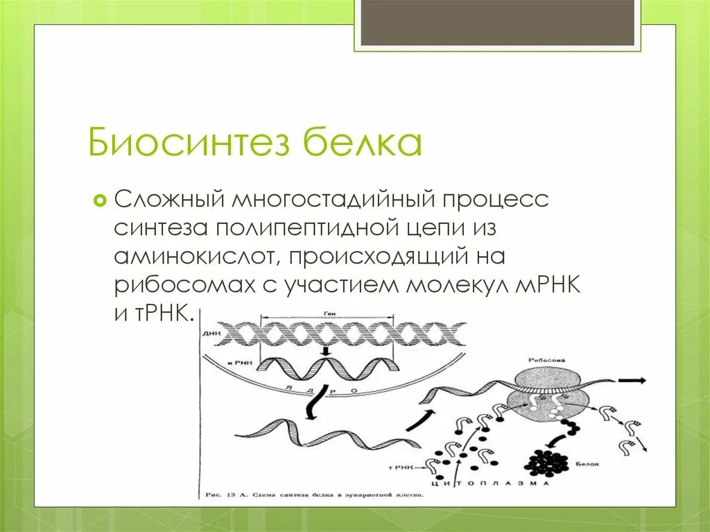 Названия этапов биосинтеза белка. Биосинтез белка. Биосинтез белка схема. Процесс биосинтеза белка схема. Процесс синтеза полипептидной цепи.