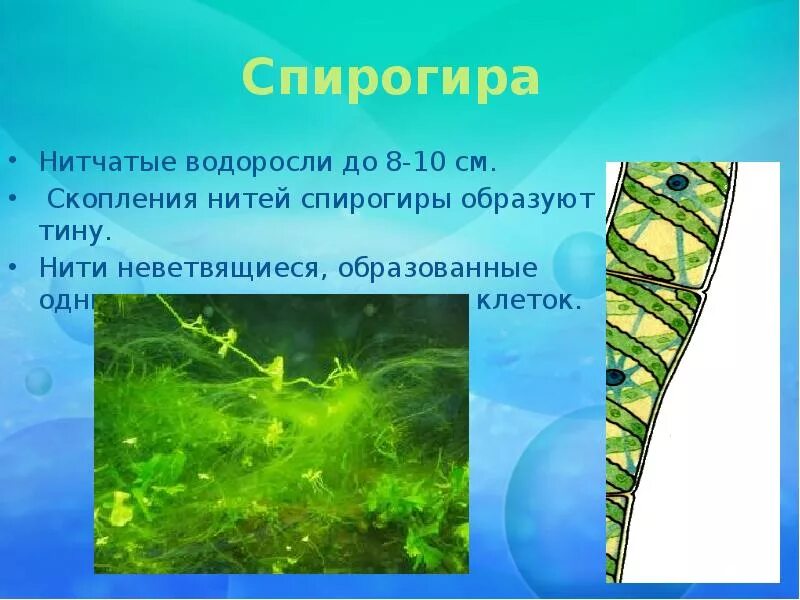 Где обитают зеленые водоросли. Тина -водоросль спирогира. зелёные водоросли спирогира. спирогира зеленая нитчатая водоросль. многоклеточные зеленые водоросли спирогира.
