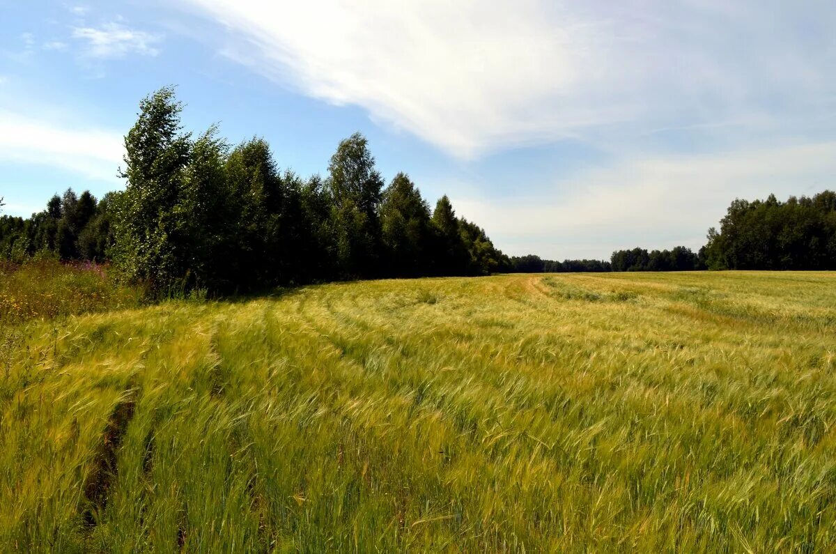 рапсовое поле крым. небо перед грозой. в поле. православные обои. луг воронеж.