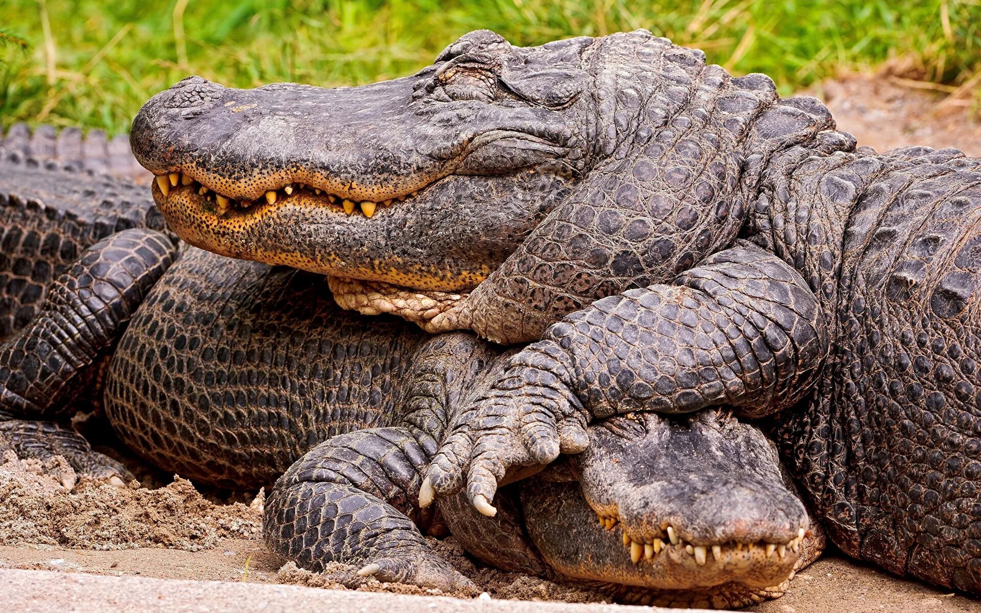 Крокодил про животных. Фото аллигатора и крокодила. Пресмыкающиеся крокодил. Аллигатор пресмыкающихся. Нильский крокодил.